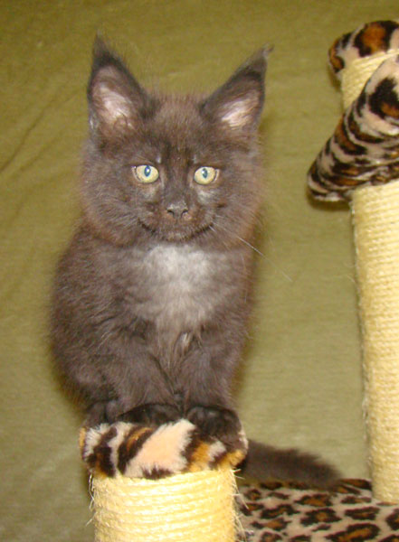     Catsvill County!   !    !       !!!    Catsvill County +7-926-544-74-09     .   ,   ,   ,    ,   ,  ,     ,   -,    ,   !
